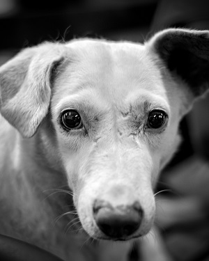 Benefits of Using a Dog Doorbell in Rural Settings