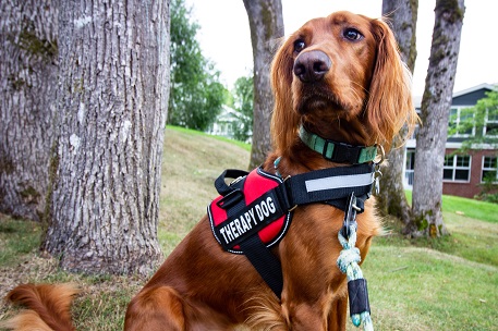 Getting Your Dog Cool with the Doberman Harness: Easy-Peasy Tips