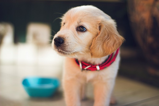 Will the alarm noise from those dog doorbells bother the area around them?