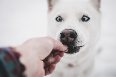 Are Dog Puzzle Feeders Suitable for Senior Dogs?