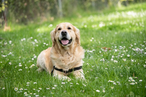 How Snuffle Rug Colors Affect Your Pup’s Fun