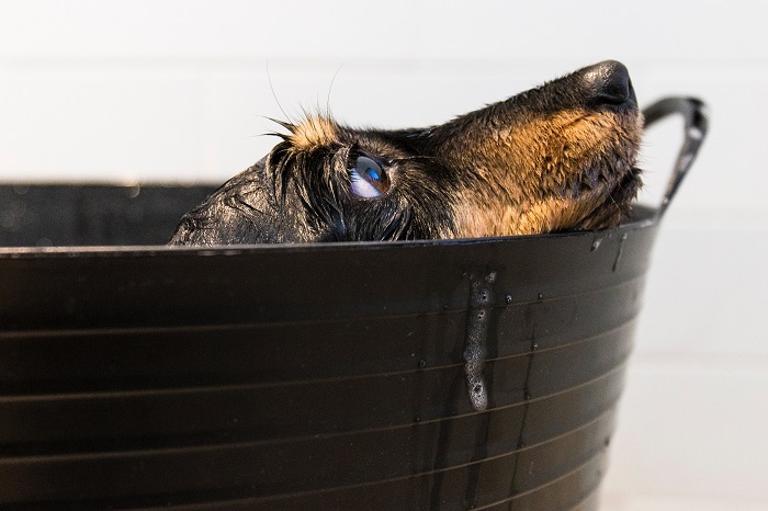 Preventing Your Dog from Escaping a Portable Bathtub for Shower During Bath Time