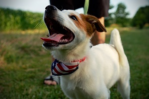 Using a Dog Doorbell to Improve Relationships Between Dogs and Other Pets