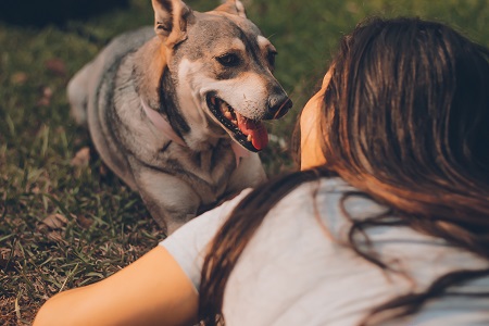 DIY Chase Dog Toy with an Old T-Shirt: An Easy-Peasy Guide