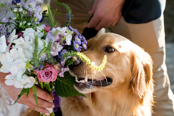 How Dog Boat Ramps Steal the Show at Weddings